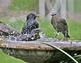 Bird-bath-manufacturers-india-handicraft-manufacturer-in-india